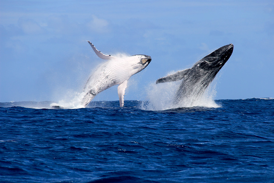 Saut de baleines à Moorea