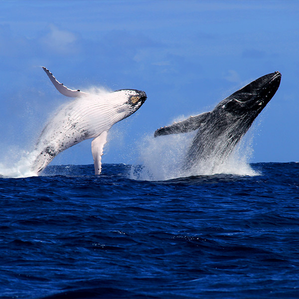 Excursion baleines à Moorea
